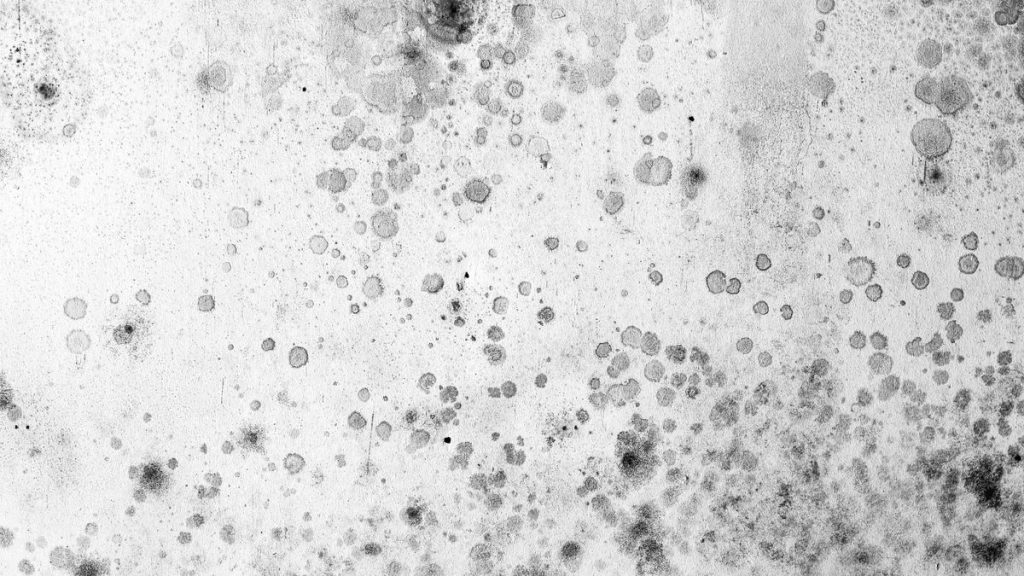 mold